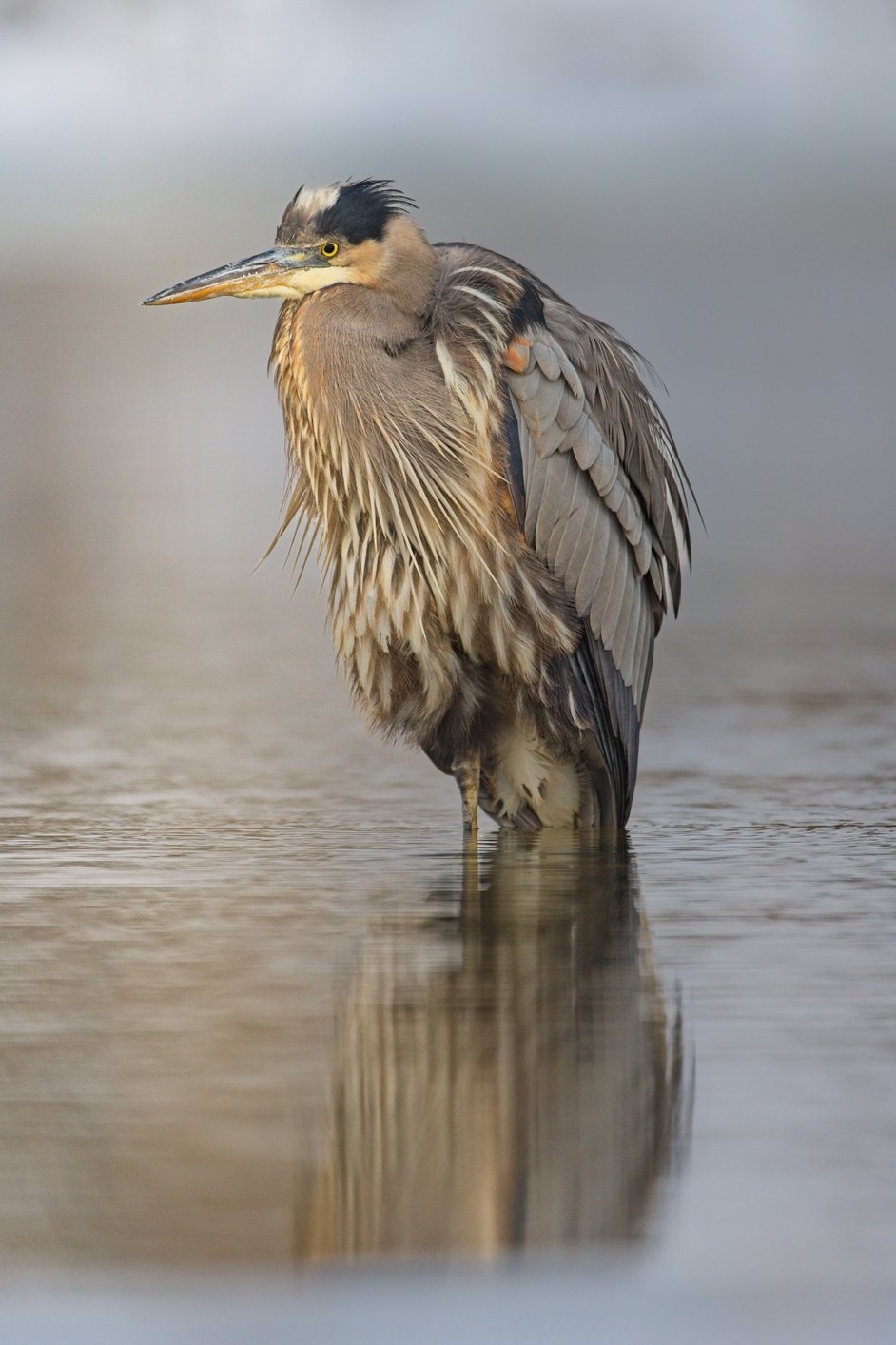 A Great Blue Heron stands in shallow water, captured in a close-up portrait with a soft, blurred background. The bird displays its characteristic grey-blue plumage, long pointed beak, and shaggy neck feathers, with one leg visible in the water and a faint reflection mirrored on the calm surface below.